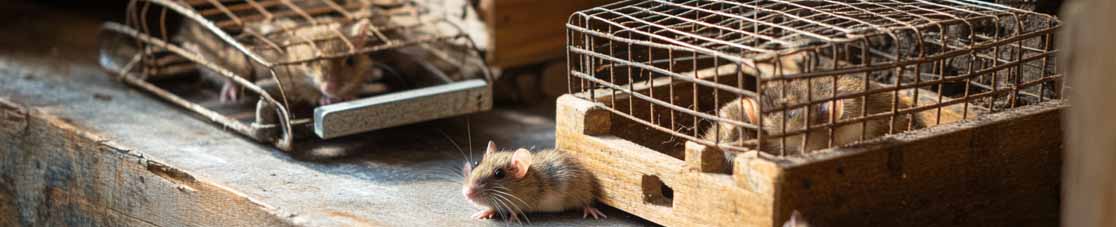 RatTraps.co.uk Header